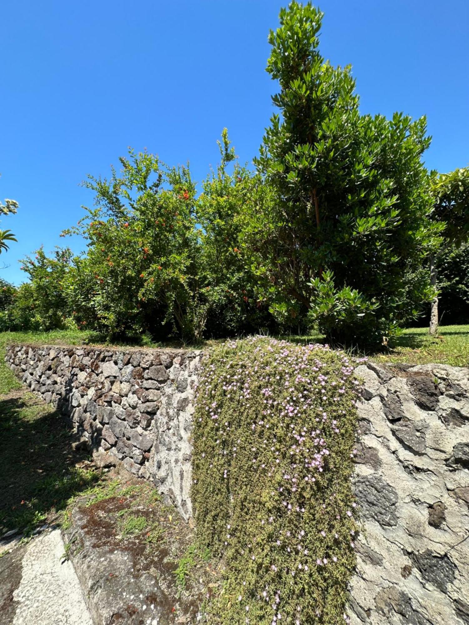 Villa Vincenzo Di Meglio Barano d'Ischia Exterior photo