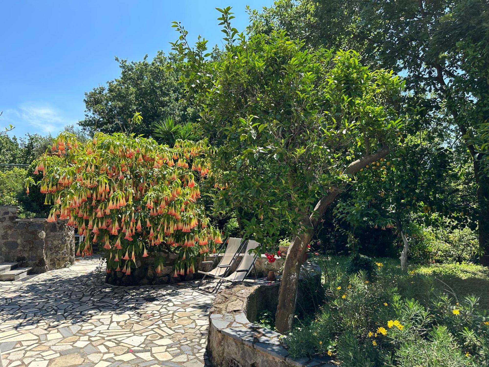 Villa Vincenzo Di Meglio Barano d'Ischia Exterior photo