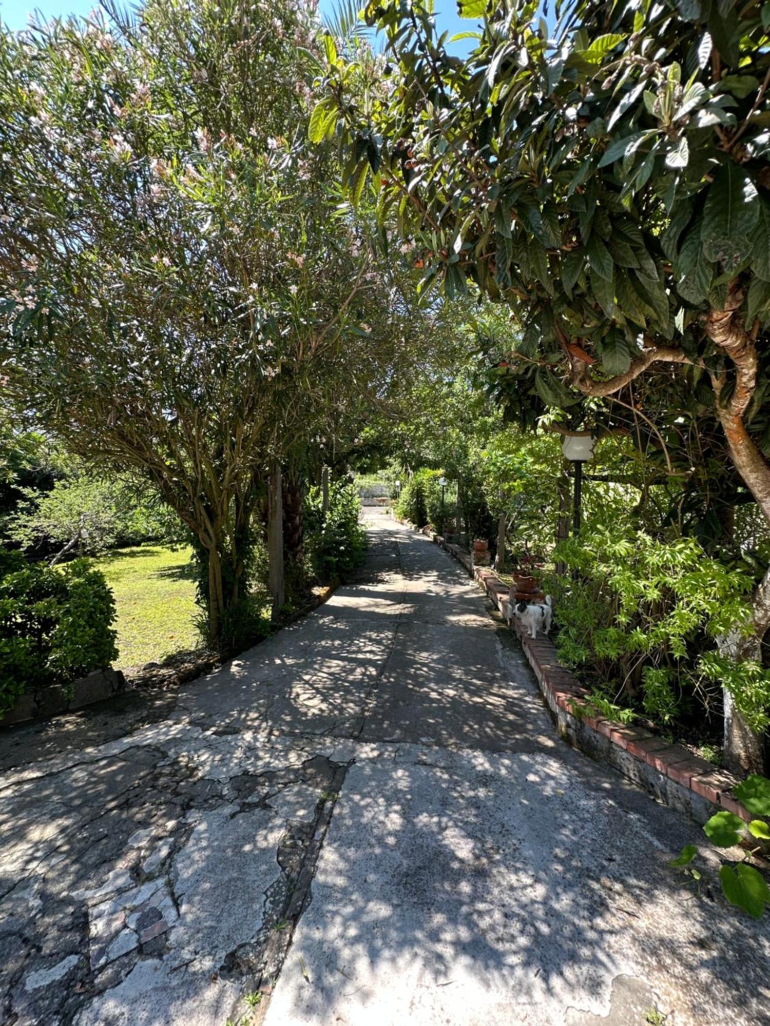 Villa Vincenzo Di Meglio Barano d'Ischia Exterior photo