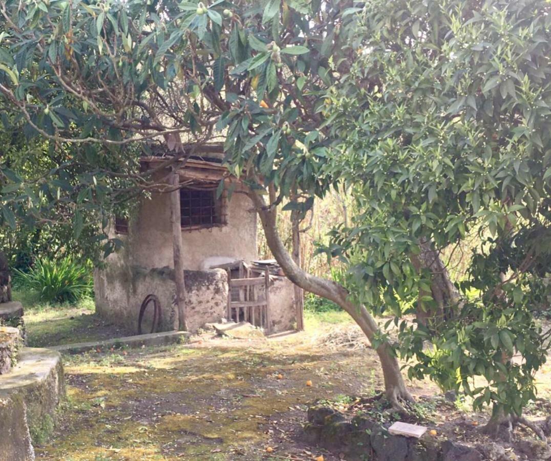 Villa Vincenzo Di Meglio Barano d'Ischia Exterior photo